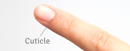 cuticle-diagram